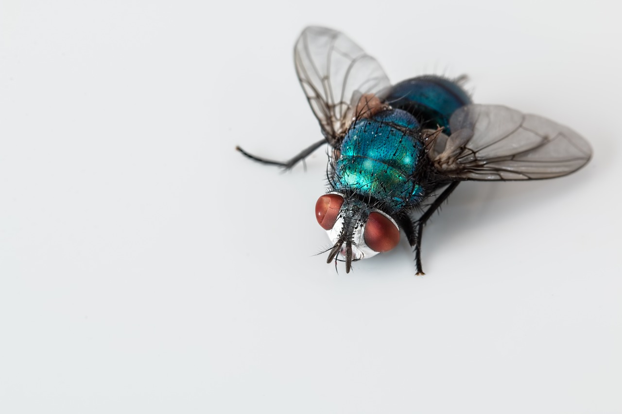 Fliege Schädlingsbekämpfung